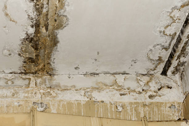 Best Forensic Mold Investigation  in Goshen, CA