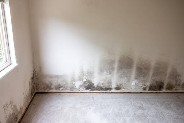 Best Residential Mold Inspection & Testing  in Goshen, CA